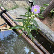 ヒメ日記 2026/01/01 12:02 投稿 じゅんな YESグループ　華女