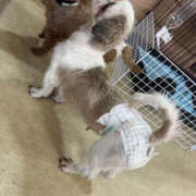 ヒメ日記 2026/01/21 13:13 投稿 じゅんな YESグループ　華女