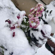 じゅんな ⛄️雪。 YESグループ　華女