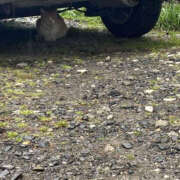 じゅんな 🐈雨宿り。 YESグループ　華女