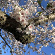 ヒメ日記 2026/04/08 17:07 投稿 じゅんな YESグループ　華女