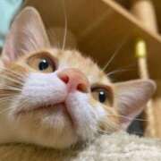 ヒメ日記 2025/03/12 21:26 投稿 うい ちゃんこ東大阪 布施・長田店