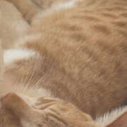 ヒメ日記 2025/04/29 23:43 投稿 うい ちゃんこ東大阪 布施・長田店