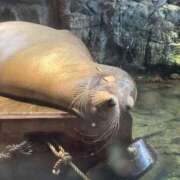 ヒメ日記 2025/11/09 19:24 投稿 うい ちゃんこ東大阪 布施・長田店