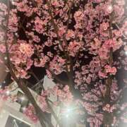 ヒメ日記 2025/03/27 12:03 投稿 れいら CLUB PIAA