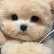 ヒメ日記 2025/03/19 17:27 投稿 久住多恵子 五十路マダム 博多店