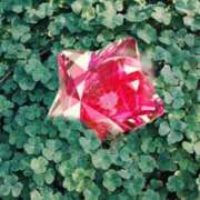 ヒメ日記 2025/06/28 22:16 投稿 ゆめ Second Love（セカンドラブ）