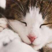 ヒメ日記 2025/07/22 08:29 投稿 ゆめ Second Love（セカンドラブ）