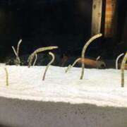 ヒメ日記 2025/03/19 18:21 投稿 ミク ルパン