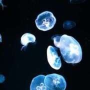 ヒメ日記 2025/05/15 19:31 投稿 ミク ルパン