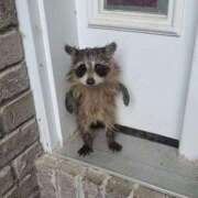 ヒメ日記 2025/06/25 20:14 投稿 ミク ルパン