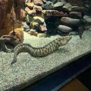 ヒメ日記 2025/07/04 18:17 投稿 ミク ルパン