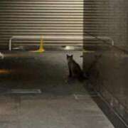 ヒメ日記 2025/09/05 23:00 投稿 ミク ルパン