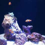 ミク すい ルパン