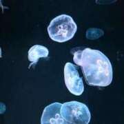 ヒメ日記 2026/03/11 20:21 投稿 ミク ルパン