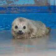 ヒメ日記 2026/03/23 19:02 投稿 ミク ルパン