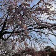 ヒメ日記 2026/03/27 19:55 投稿 ミク ルパン