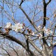 ヒメ日記 2026/04/11 17:31 投稿 ミク ルパン