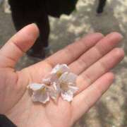 ヒメ日記 2026/04/12 19:33 投稿 ミク ルパン