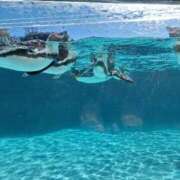 ヒメ日記 2025/02/24 13:14 投稿 さつき 千葉人妻花壇