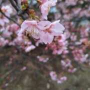 ヒメ日記 2025/03/08 15:22 投稿 さつき 千葉人妻花壇