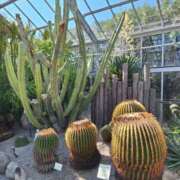 ヒメ日記 2025/03/11 16:16 投稿 さつき 千葉人妻花壇