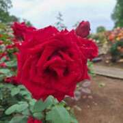 ヒメ日記 2025/05/18 18:54 投稿 さつき 千葉人妻花壇