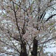 ヒメ日記 2026/04/04 17:31 投稿 さつき 千葉人妻花壇