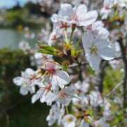 ヒメ日記 2026/04/07 19:49 投稿 さつき 千葉人妻花壇