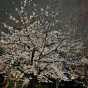 ヒメ日記 2025/03/09 12:38 投稿 みなせ S級美女専門　ロイヤルリング