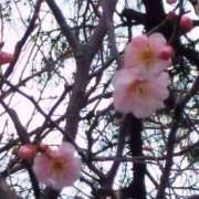 ヒメ日記 2025/03/01 20:14 投稿 篠原えり 五十路マダム 新潟店(カサブランカグループ)