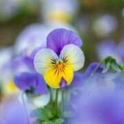 ヒメ日記 2025/03/09 17:56 投稿 篠原えり 五十路マダム 新潟店(カサブランカグループ)