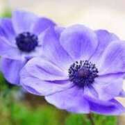 ヒメ日記 2025/03/20 18:02 投稿 篠原えり 五十路マダム 新潟店(カサブランカグループ)