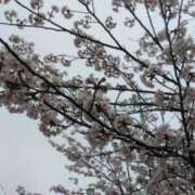 ヒメ日記 2025/04/12 19:26 投稿 篠原えり 五十路マダム 新潟店(カサブランカグループ)