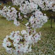 ヒメ日記 2025/04/13 18:28 投稿 篠原えり 五十路マダム 新潟店(カサブランカグループ)