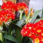 ヒメ日記 2025/04/29 16:16 投稿 篠原えり 五十路マダム 新潟店(カサブランカグループ)