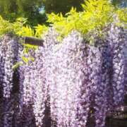 ヒメ日記 2025/05/10 18:06 投稿 篠原えり 五十路マダム 新潟店(カサブランカグループ)