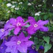 ヒメ日記 2025/05/25 20:08 投稿 篠原えり 五十路マダム 新潟店(カサブランカグループ)