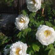 篠原えり 満足感　充足感 五十路マダム 新潟店(カサブランカグループ)