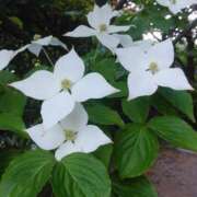 篠原えり ありがとうございました 五十路マダム 新潟店(カサブランカグループ)