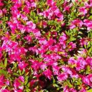 篠原えり ありがとうございました 五十路マダム 新潟店(カサブランカグループ)