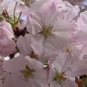 ヒメ日記 2025/04/01 17:19 投稿 みこと 激安ドットコム