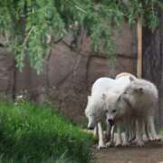 ヒメ日記 2025/06/03 10:30 投稿 みこと 激安ドットコム