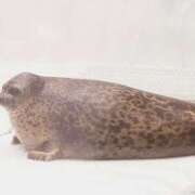 ヒメ日記 2025/11/25 06:15 投稿 みこと 激安ドットコム