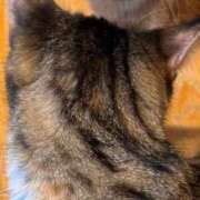 みこと 猫ちゃんの魔法 激安ドットコム