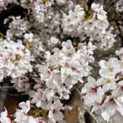 ヒメ日記 2025/04/14 15:33 投稿 方舟　のあ OL精薬