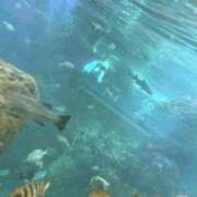 ヒメ日記 2025/07/26 17:40 投稿 うる お姉京都