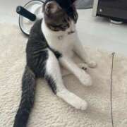 ヒメ日記 2025/03/18 23:18 投稿 風間かれん 宝石箱(すすきの)