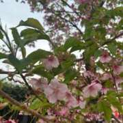 ヒメ日記 2025/03/23 21:27 投稿 風間かれん 宝石箱(すすきの)