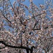 ヒメ日記 2025/04/29 15:03 投稿 風間かれん 宝石箱(すすきの)